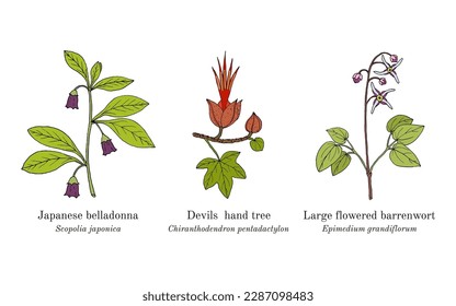 Collection of edible and medicinal plants. Hand drawn botanical vector illustration