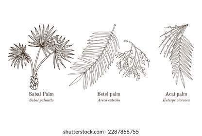 Collection of edible and medicinal plants. Hand drawn botanical vector illustration