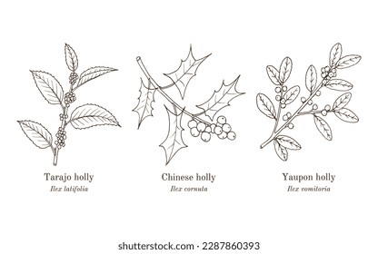 Collection of edible and medicinal plants. Hand drawn botanical vector illustration