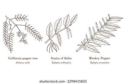 Sammlung von essbaren und medizinischen Pflanzen. handgezeichnete botanische Vektorgrafik