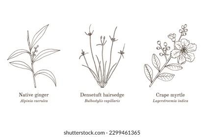 Collection of edible and medicinal plants. Hand drawn botanical vector illustration