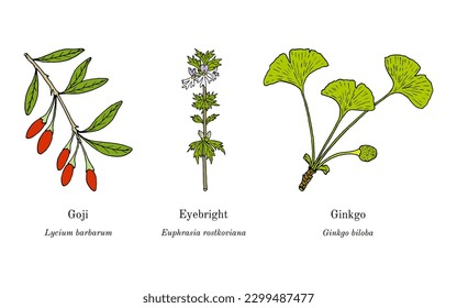 Collection of edible and medicinal plants. Hand drawn botanical vector illustration