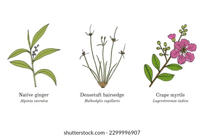 Collection of edible and medicinal plants. Hand drawn botanical vector illustration