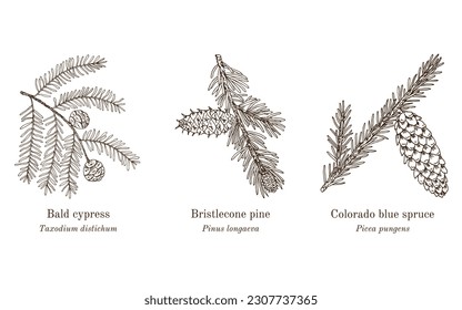 Colección de plantas comestibles y medicinales. Ilustración de vector botánico dibujada a mano