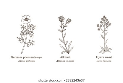Collection of edible and medicinal plants. Hand drawn botanical vector illustration