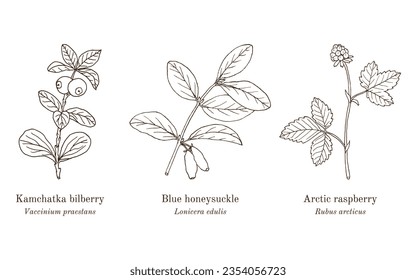 Sammlung von essbaren und medizinischen Pflanzen. handgezeichnete botanische Vektorgrafik