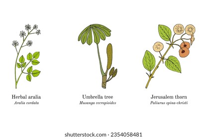 Collection of edible and medicinal plants. Hand drawn botanical vector illustration