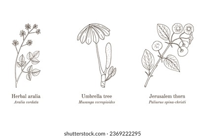 Collection of edible and medicinal plants. Hand drawn botanical vector illustration