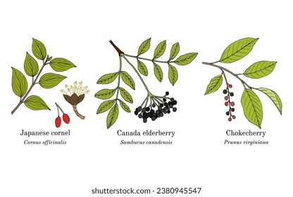 Collection of edible and medicinal plants. Hand drawn botanical vector illustration