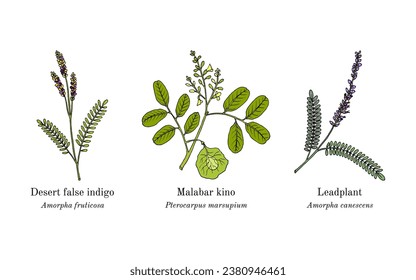 Collection of edible and medicinal plants. Hand drawn botanical vector illustration