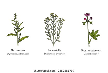 Collection of edible and medicinal plants. Hand drawn botanical vector illustration