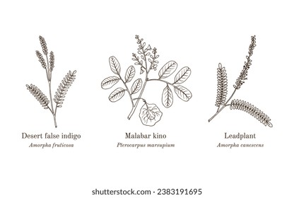 Collection of edible and medicinal plants. Hand drawn botanical vector illustration