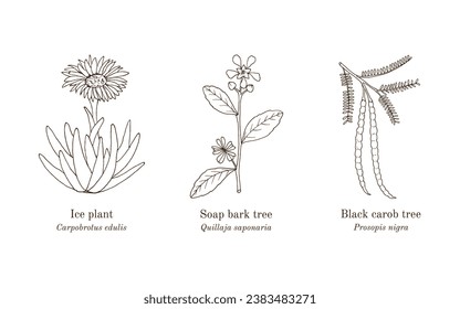 Collection of edible and medicinal plants. Hand drawn botanical vector illustration