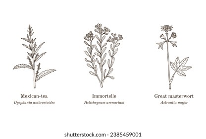 Collection of edible and medicinal plants. Hand drawn botanical vector illustration