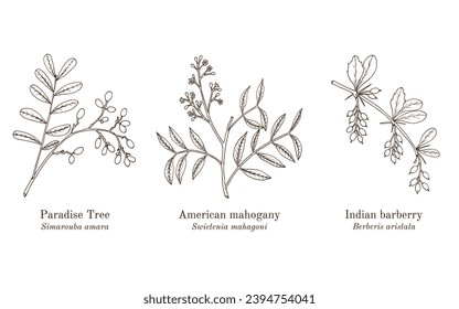 Collection of edible and medicinal plants. Hand drawn botanical vector illustration