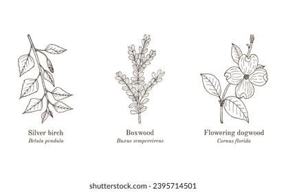 Collection of edible and medicinal plants. Hand drawn botanical vector illustration