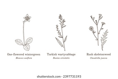 Collection of edible and medicinal plants. Hand drawn botanical vector illustration
