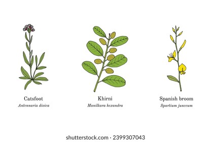 Collection of edible and medicinal plants. Hand drawn botanical vector illustration
