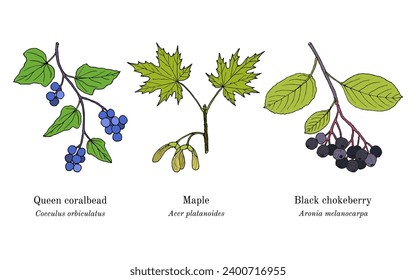 Collection of edible and medicinal plants. Hand drawn botanical vector illustration