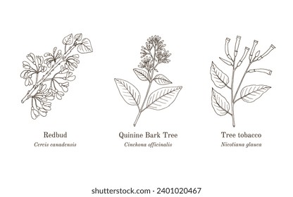 Collection of edible and medicinal plants. Hand drawn botanical vector illustration