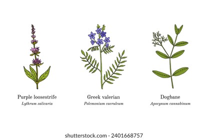 Colección de plantas comestibles y medicinales. Ilustración de vector botánico dibujada a mano