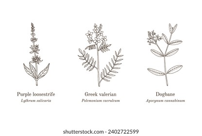 Colección de plantas comestibles y medicinales. Ilustración de vector botánico dibujada a mano