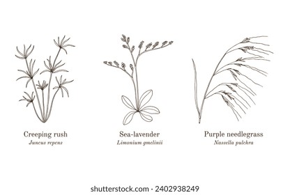 Collection of edible and medicinal plants. Hand drawn botanical vector illustration