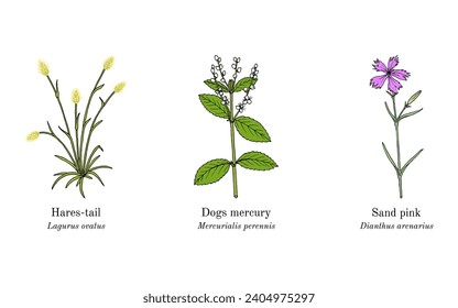 Collection of edible and medicinal plants. Hand drawn botanical vector illustration