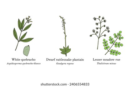 Collection of edible and medicinal plants. Hand drawn botanical vector illustration