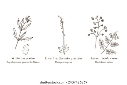 Collection of edible and medicinal plants. Hand drawn botanical vector illustration