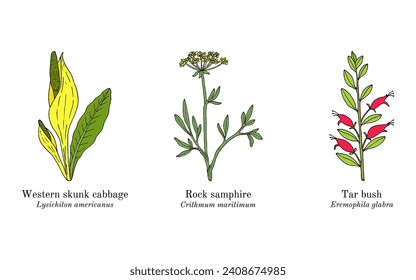 Collection of edible and medicinal plants. Hand drawn botanical vector illustration