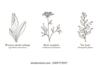 Collection of edible and medicinal plants. Hand drawn botanical vector illustration