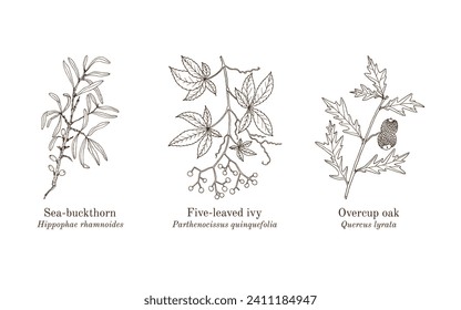 Collection of edible and medicinal plants. Hand drawn botanical vector illustration