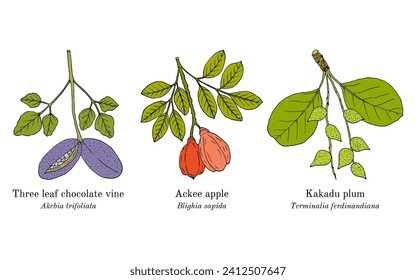 Collection of edible and medicinal plants. Hand drawn botanical vector illustration