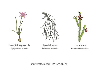 Colección de plantas comestibles y medicinales. Ilustración de vector botánico dibujada a mano