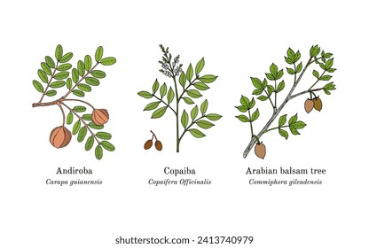 Collection of edible and medicinal plants. Hand drawn botanical vector illustration