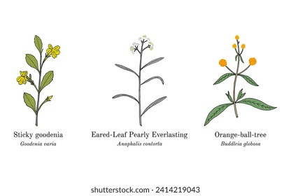 Collection of edible and medicinal plants. Hand drawn botanical vector illustration