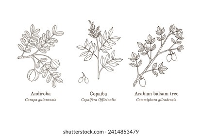 Collection of edible and medicinal plants. Hand drawn botanical vector illustration