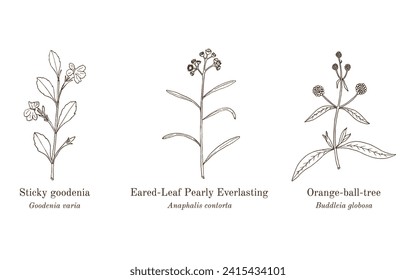 Collection of edible and medicinal plants. Hand drawn botanical vector illustration