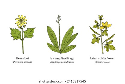 Collection of edible and medicinal plants. Hand drawn botanical vector illustration