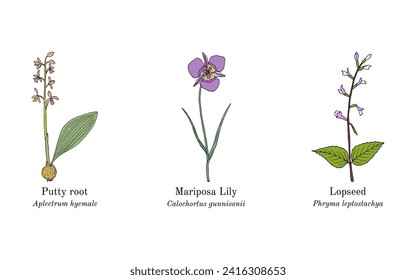 Collection of edible and medicinal plants. Hand drawn botanical vector illustration