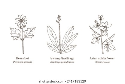 Collection of edible and medicinal plants. Hand drawn botanical vector illustration