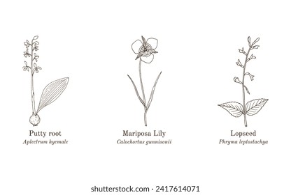 Collection of edible and medicinal plants. Hand drawn botanical vector illustration