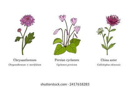Collection of edible and medicinal plants. Hand drawn botanical vector illustration