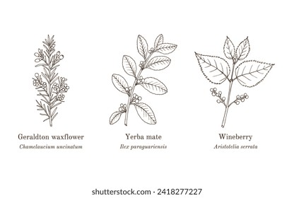 Collection of edible and medicinal plants. Hand drawn botanical vector illustration