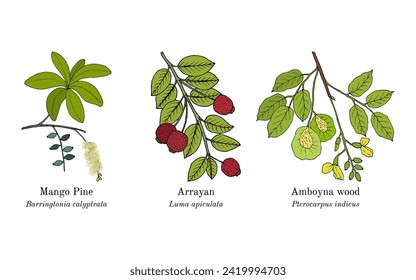 Collection of edible and medicinal plants. Hand drawn botanical vector illustration