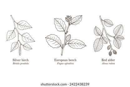 Collection of edible and medicinal plants. Hand drawn botanical vector illustration