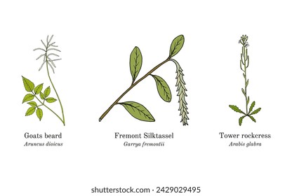 Collection of edible and medicinal plants. Hand drawn botanical vector illustration