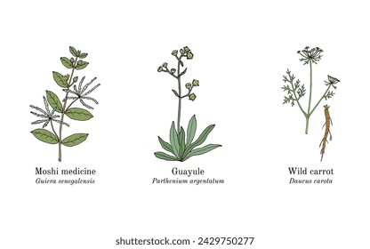 Collection of edible and medicinal plants. Hand drawn botanical vector illustration