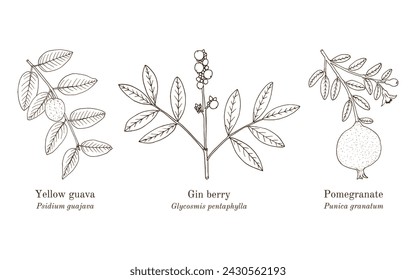 Collection of edible and medicinal plants. Hand drawn botanical vector illustration